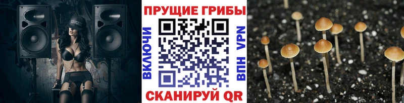 Псилоцибиновые грибы мицелий  ОМГ ОМГ как войти  Жуковский  дарнет шоп 
